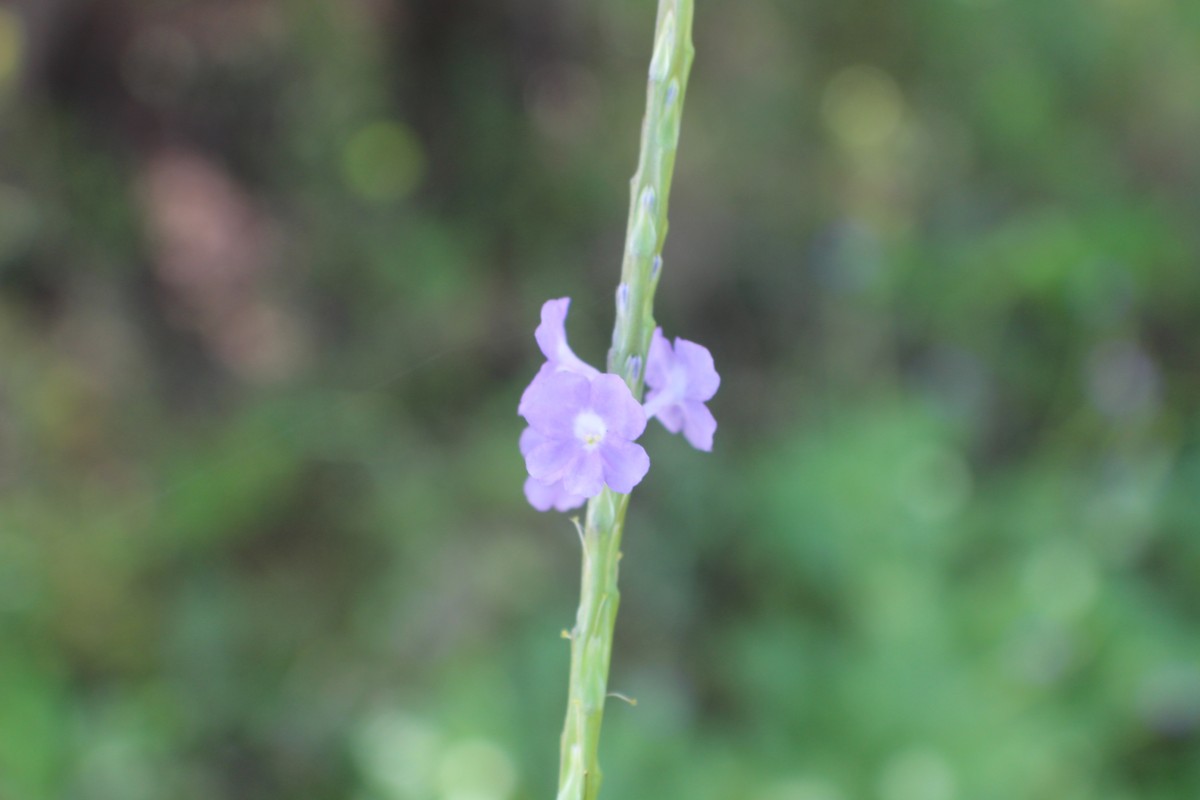 Stachytarpheta jamaicensis (L.) Vahl